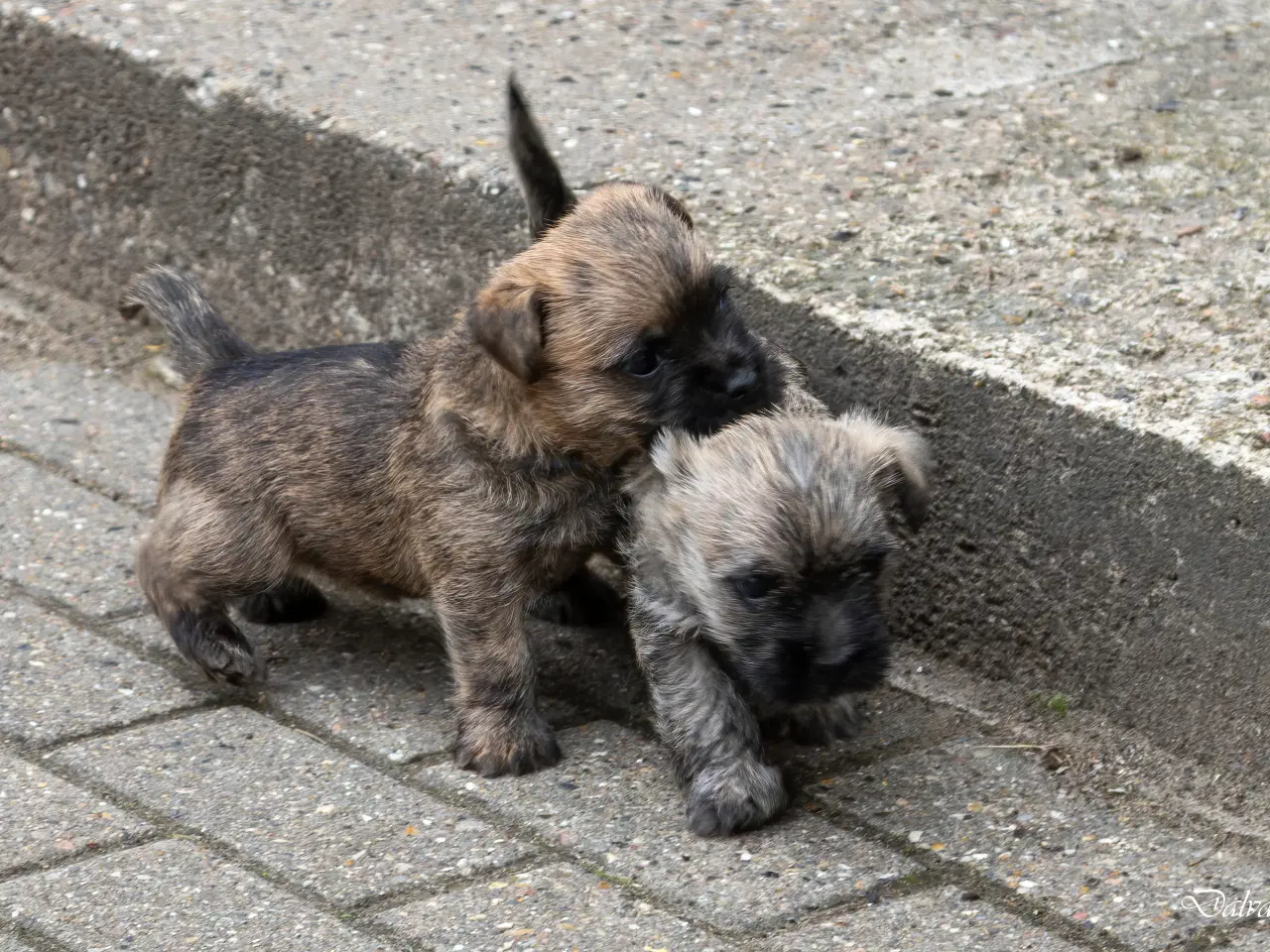 Billede 1 - Cairn Terrier hvalpe