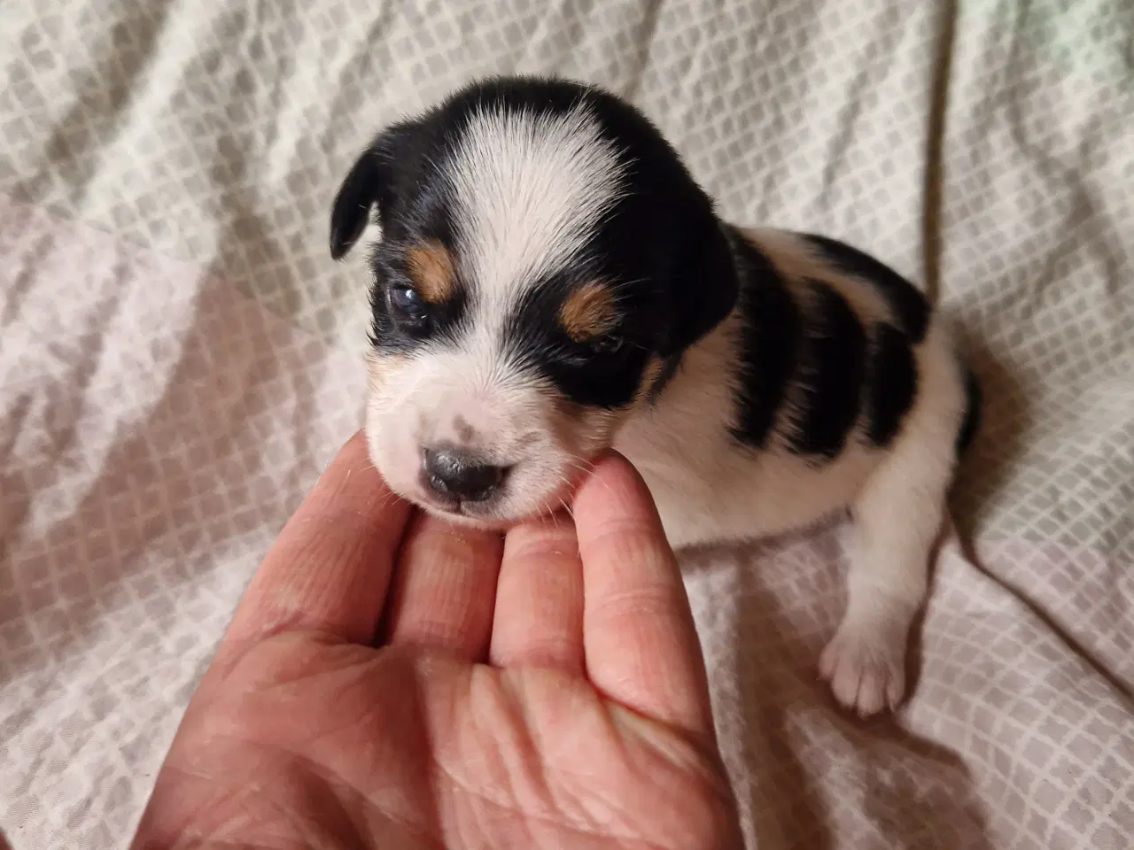 Billede 5 - Dansk svensk gårdhund jack russel