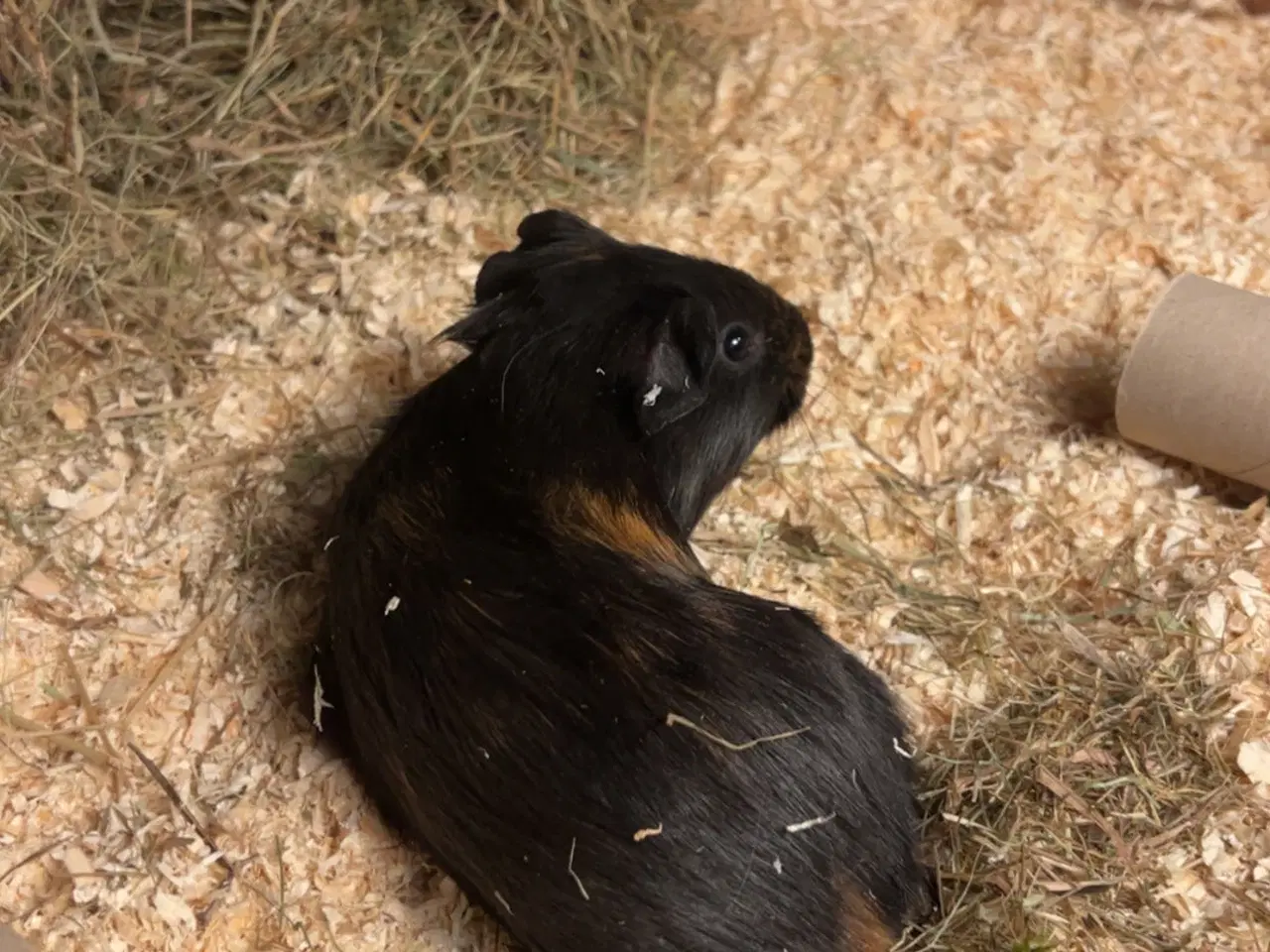 Billede 1 - Marsvin hanunge