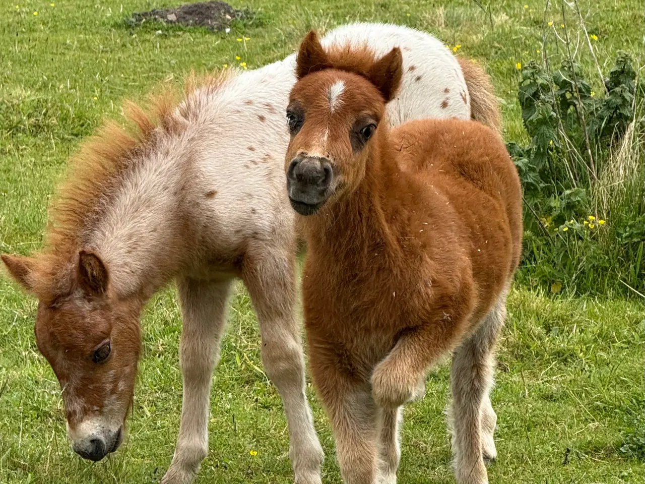 Billede 2 - Mini Pony 