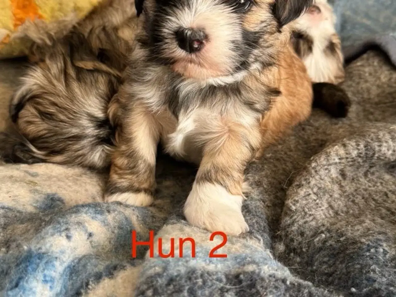 Billede 4 - Lhasa apso/Bichon Havanais hvalpe