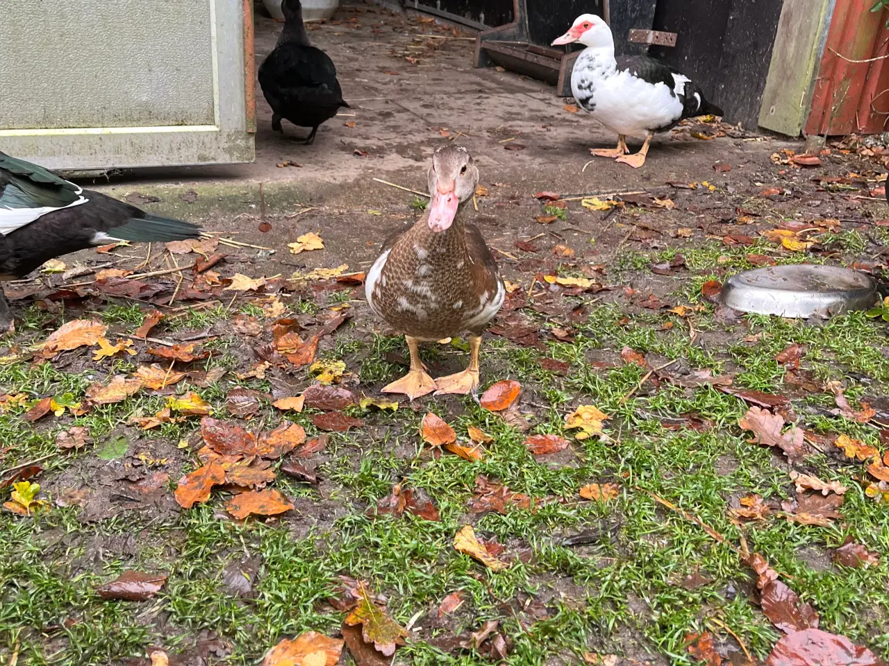 Billede 5 - Moskusænder fra 12/8