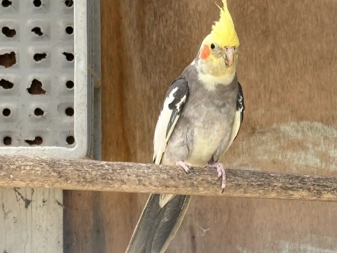 Billede 2 - Nymfeparakiter