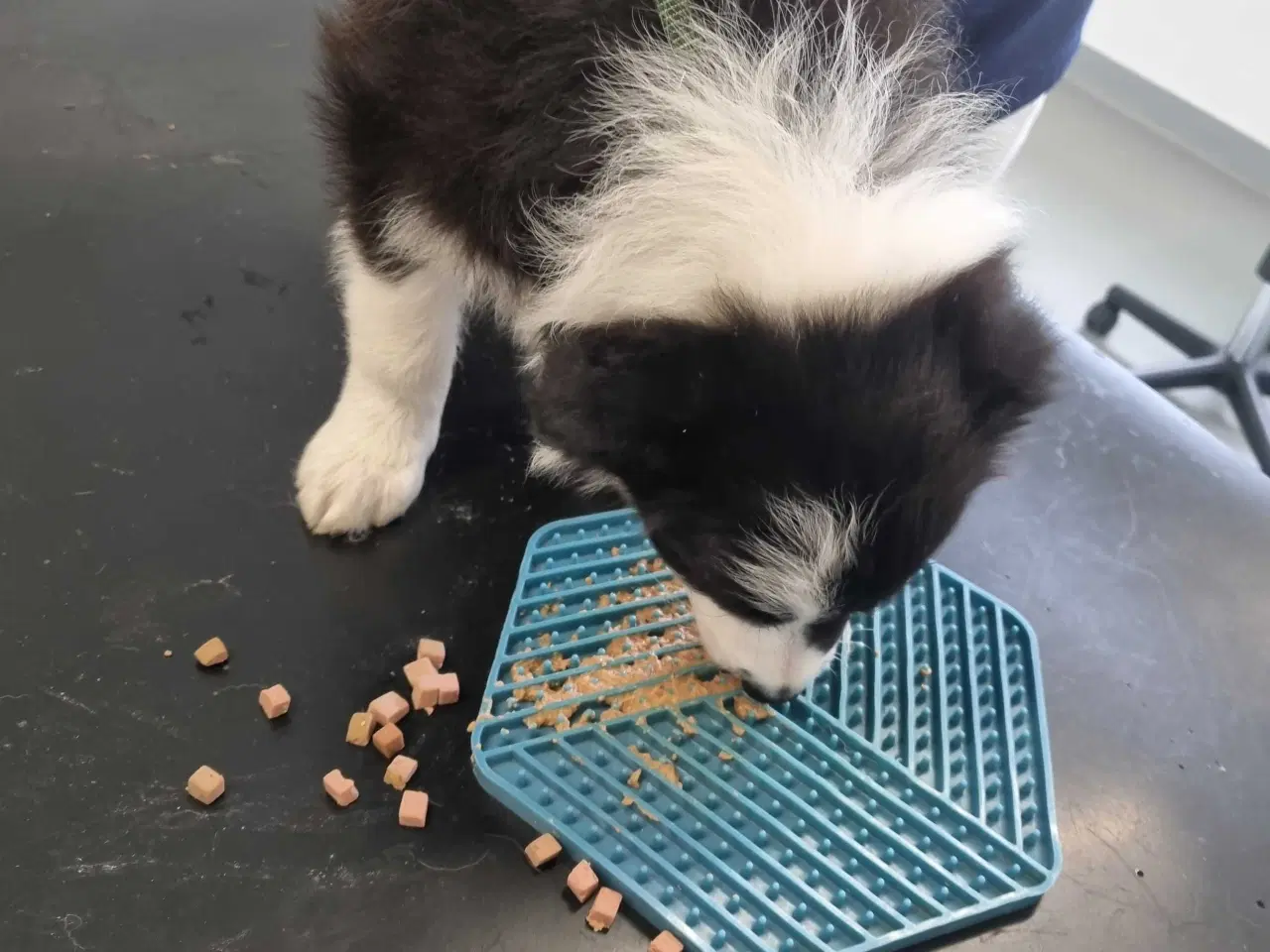 Billede 9 - Border collie hvalpe med stamtavle og gode linjer