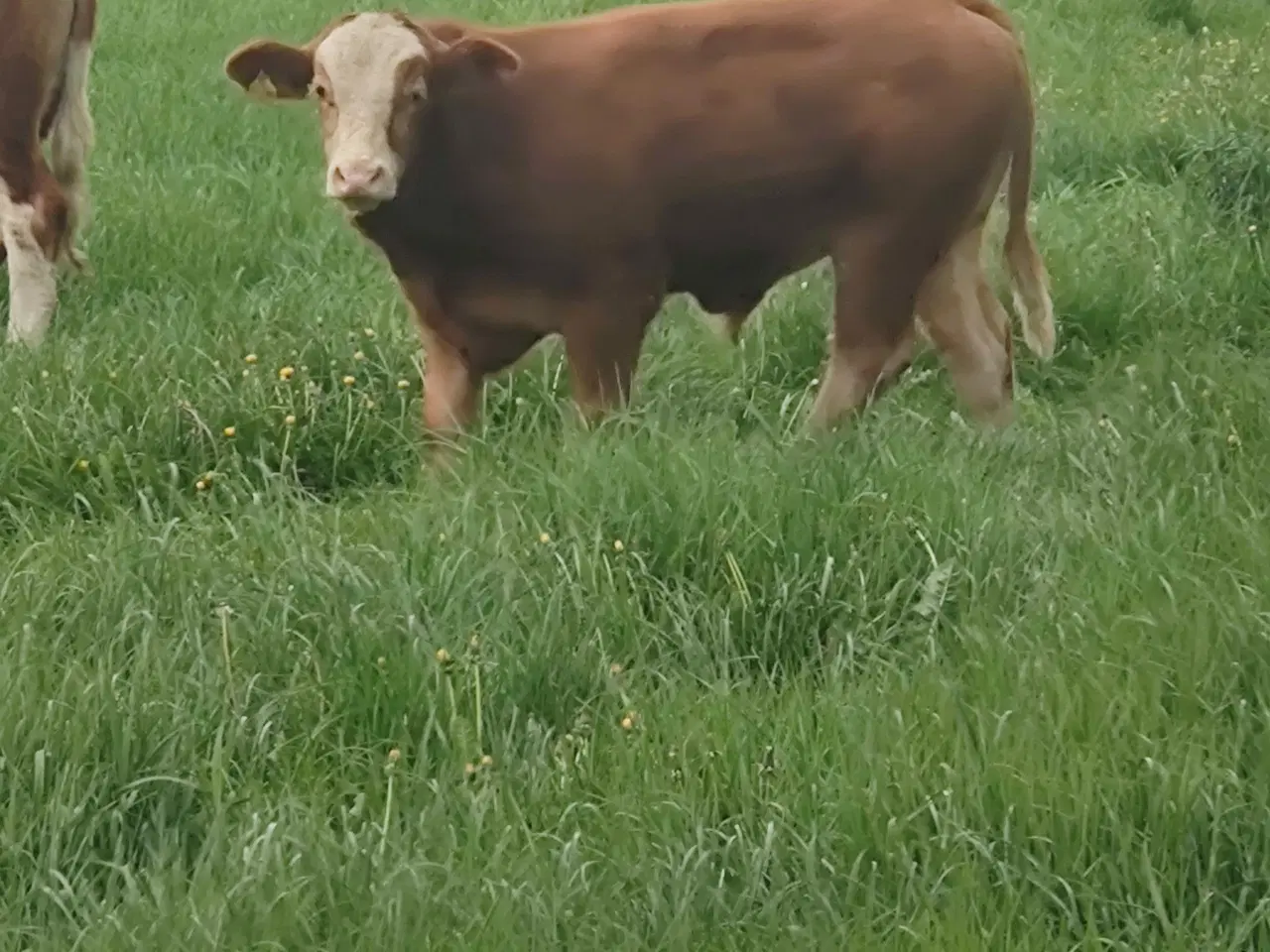 Billede 7 - Simmentaler 