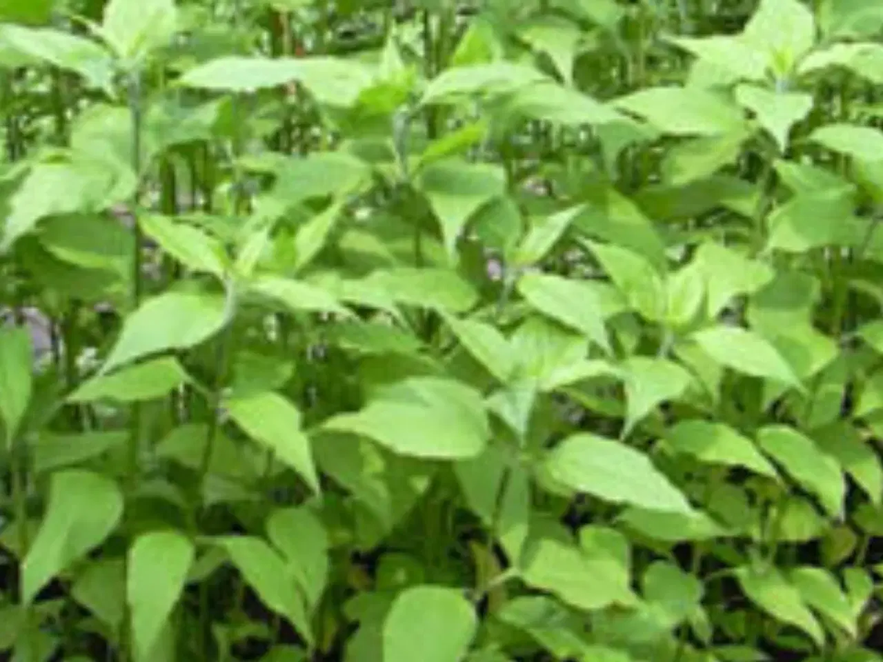 Billede 3 - Jordskokker sælges