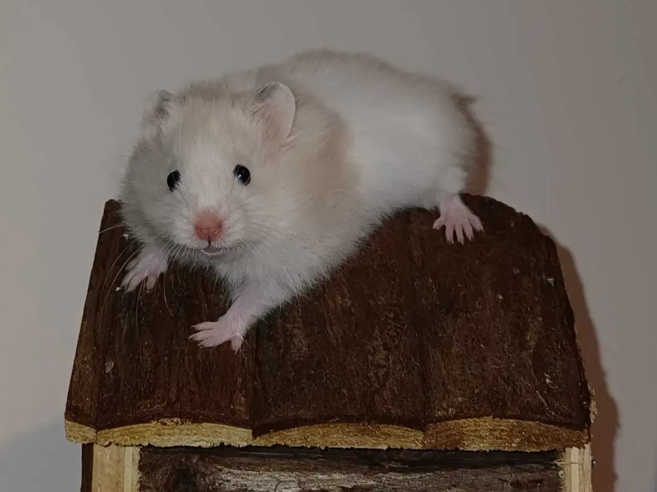 Billede 20 - Guldhamster unger