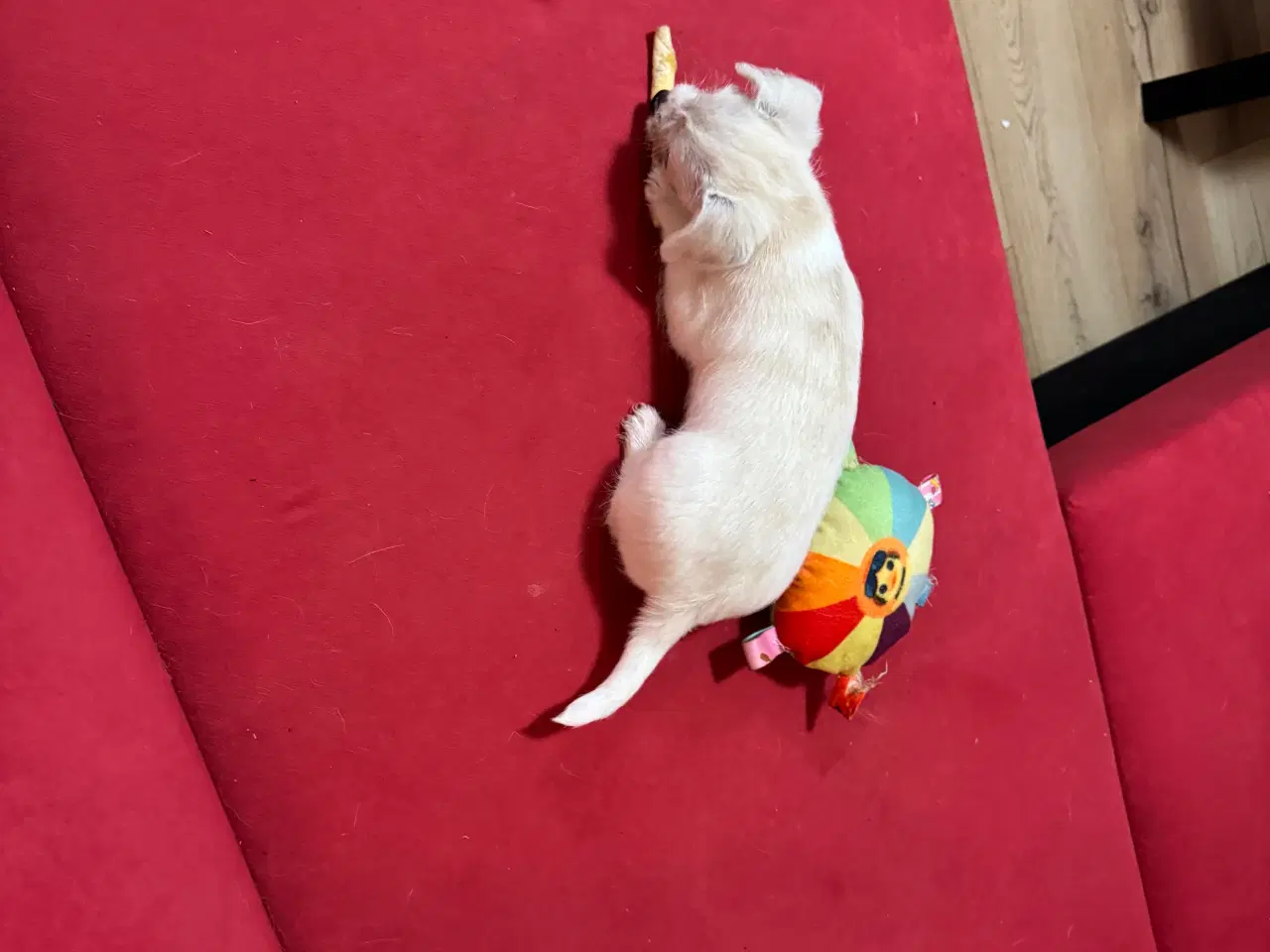 Billede 3 - Hvalp søger ny hjem