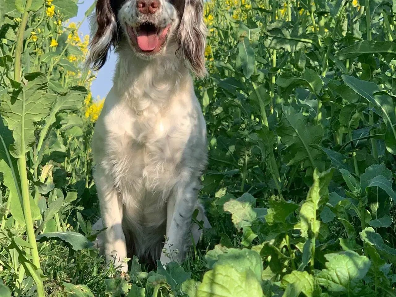 Billede 7 - FT Cocker Spaniel tæve med stamtavle