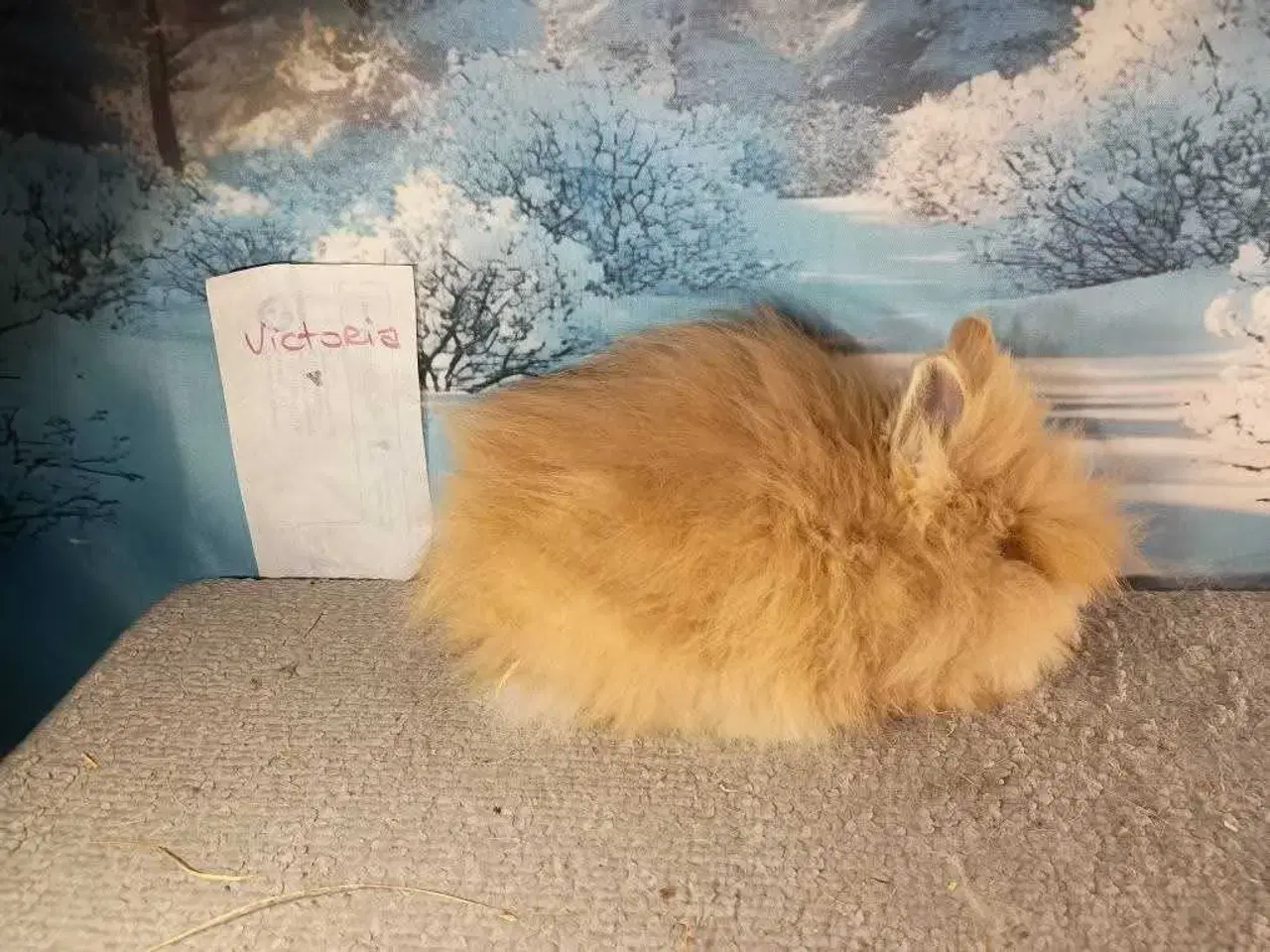 Billede 2 - Ren Racet Teddy Pige (dværg angora kanin