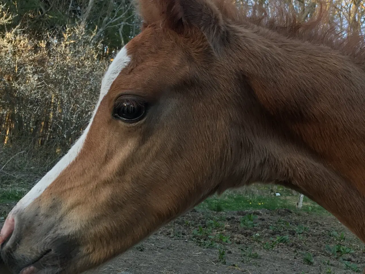 Billede 4 - 3-års kvalitetspony til favorabel pris