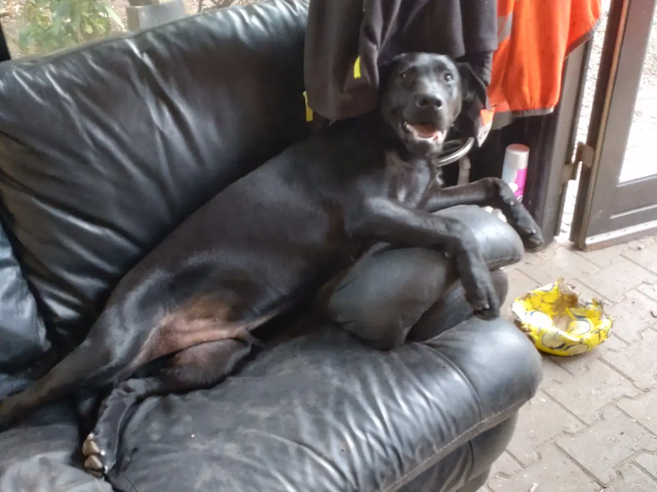 Billede 4 - Labrador tæve sælges 