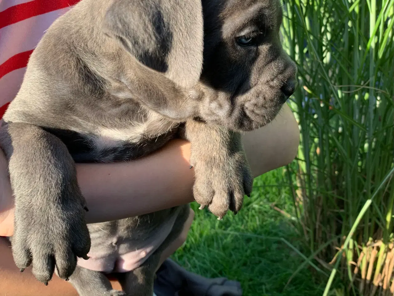 Billede 7 - Cane Corso Italiano hvalpe 