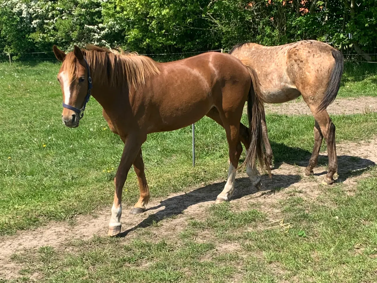 Billede 3 - 3års Hoppe