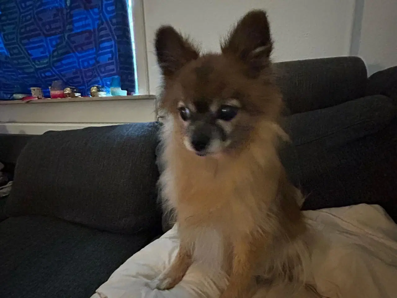 Billede 2 -  papillon og pomeranian creme farve hunde