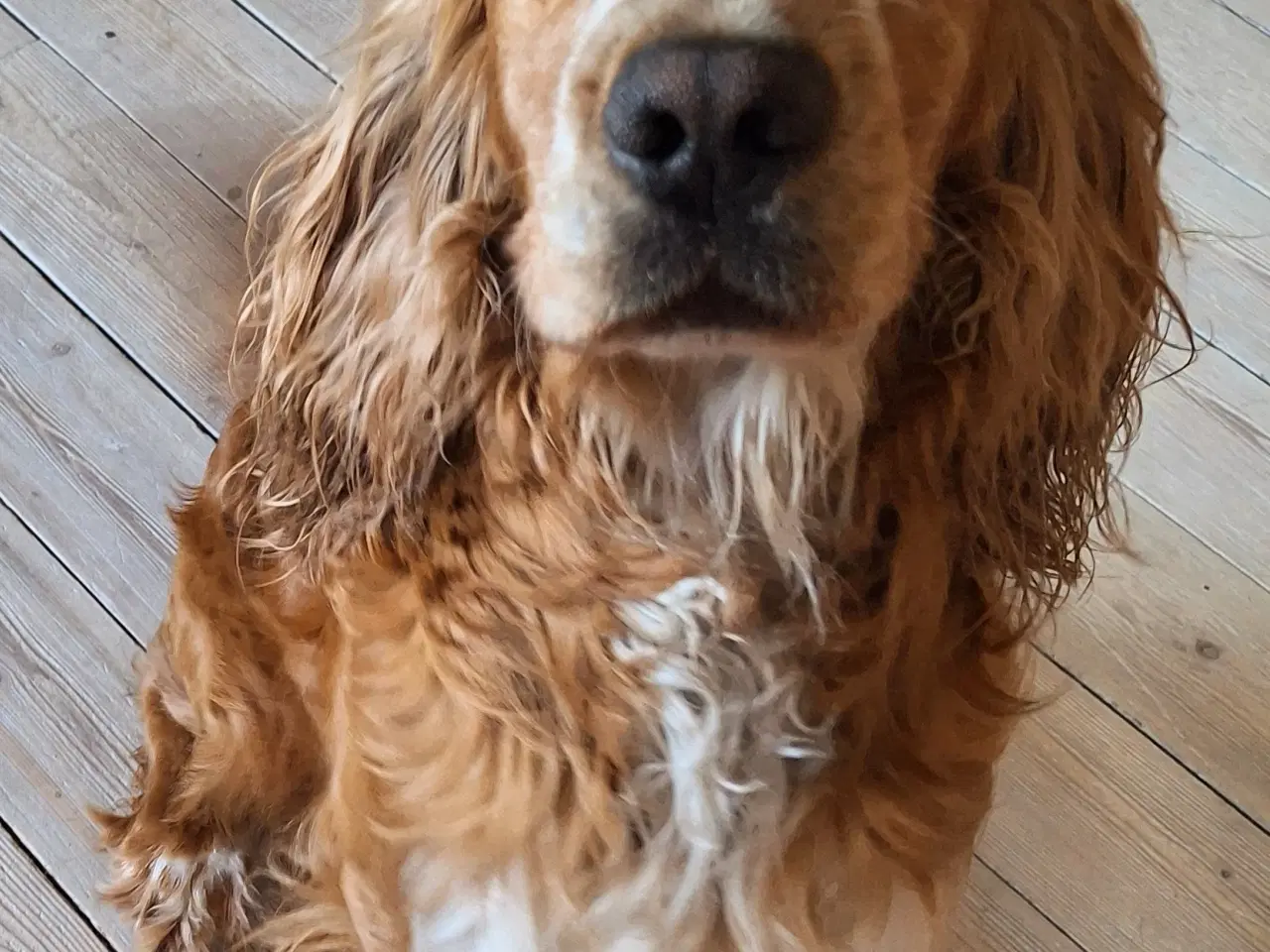 Billede 1 - Cocker han Aske
