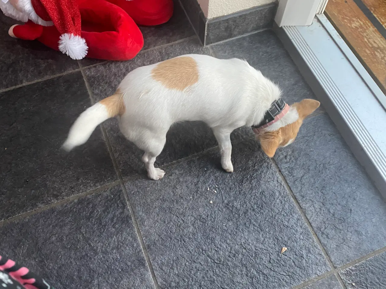 Billede 2 - Hvalp 10 mdr