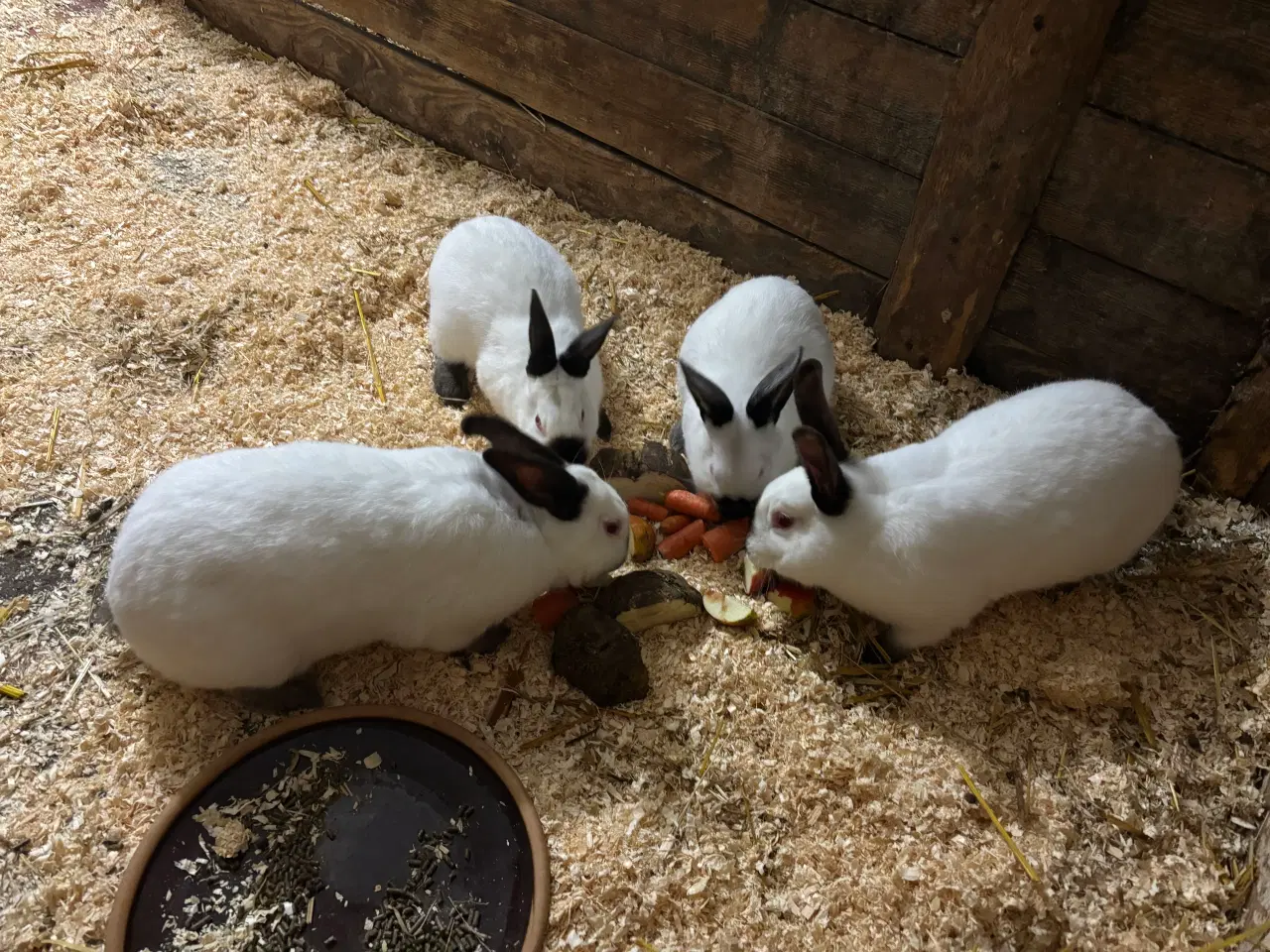 Billede 1 - Store kaniner flere racer