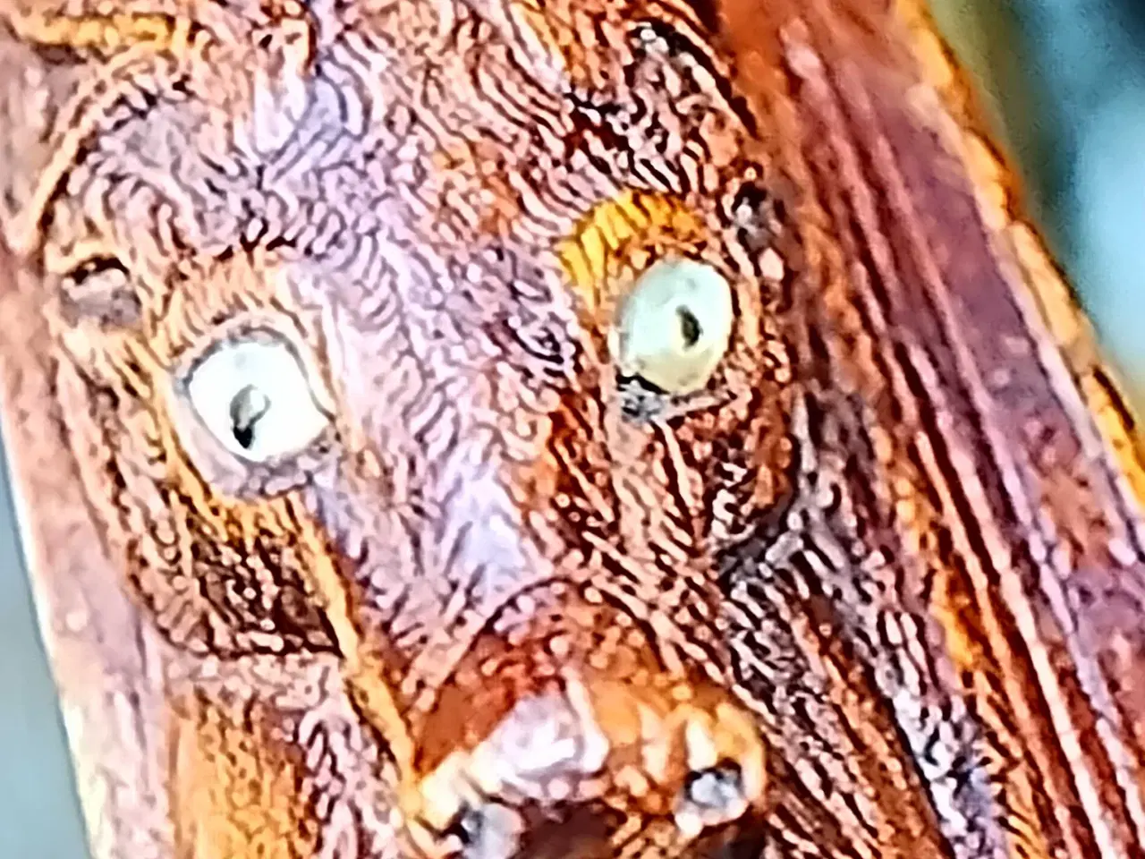 Billede 7 - perkussionsgevær dobbelt løbet