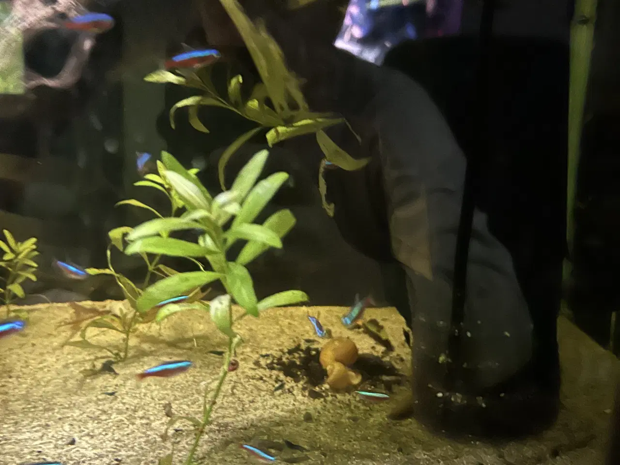 Billede 3 - 🐠❤️ Rød Neonfisk – glade og aktive stimefisk