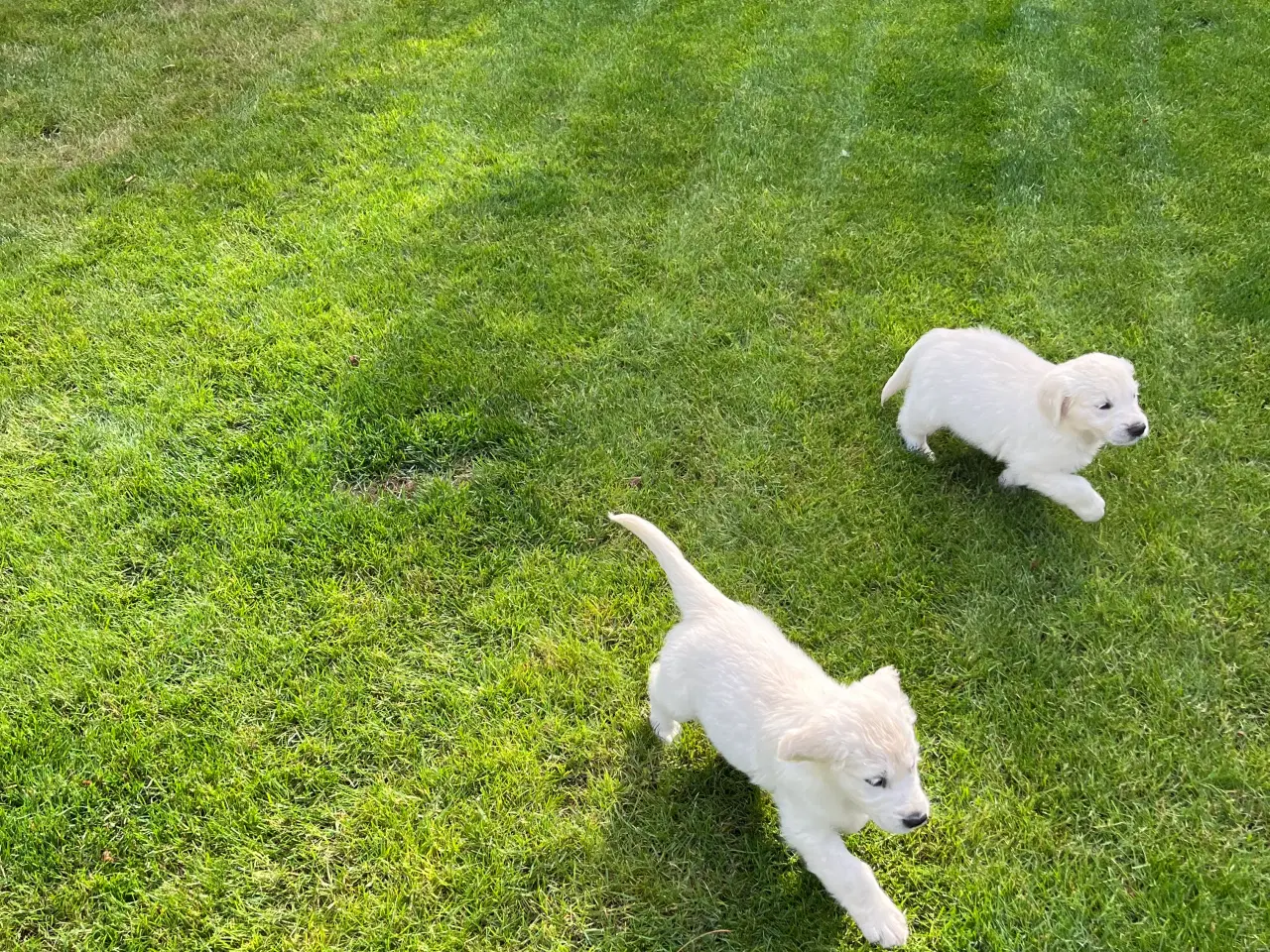 Billede 10 - Golden retriever hvalpe sælges