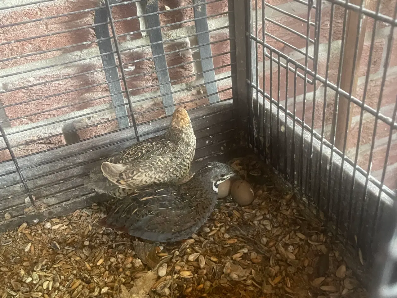 Billede 2 - Kinesiske dværgvagtler 