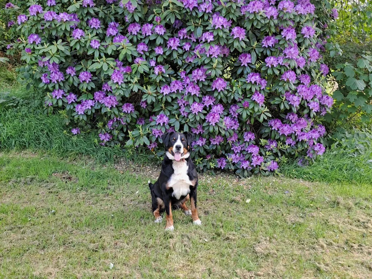 Billede 1 - ønskede Appenzeller / Entlebucher han til dækning