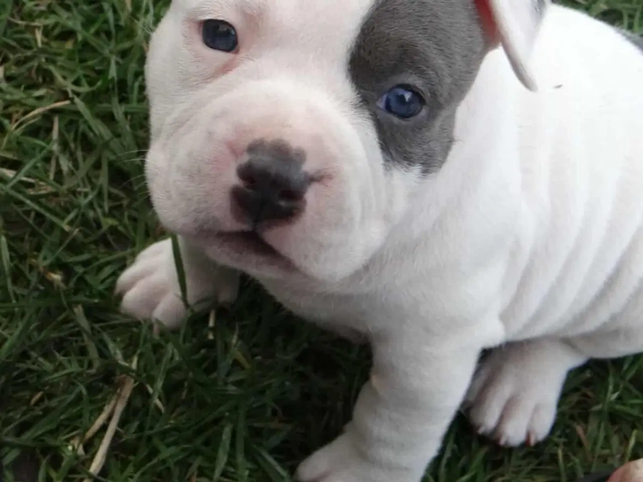 Billede 8 - American bully hvalpe 
