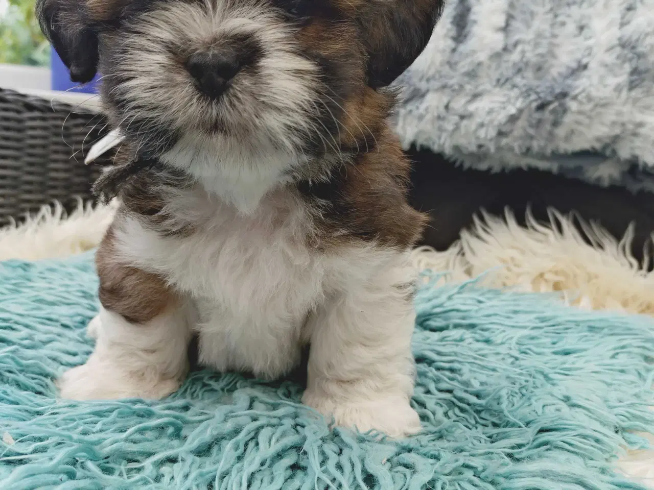 Billede 2 - Lhasa apso med stambog