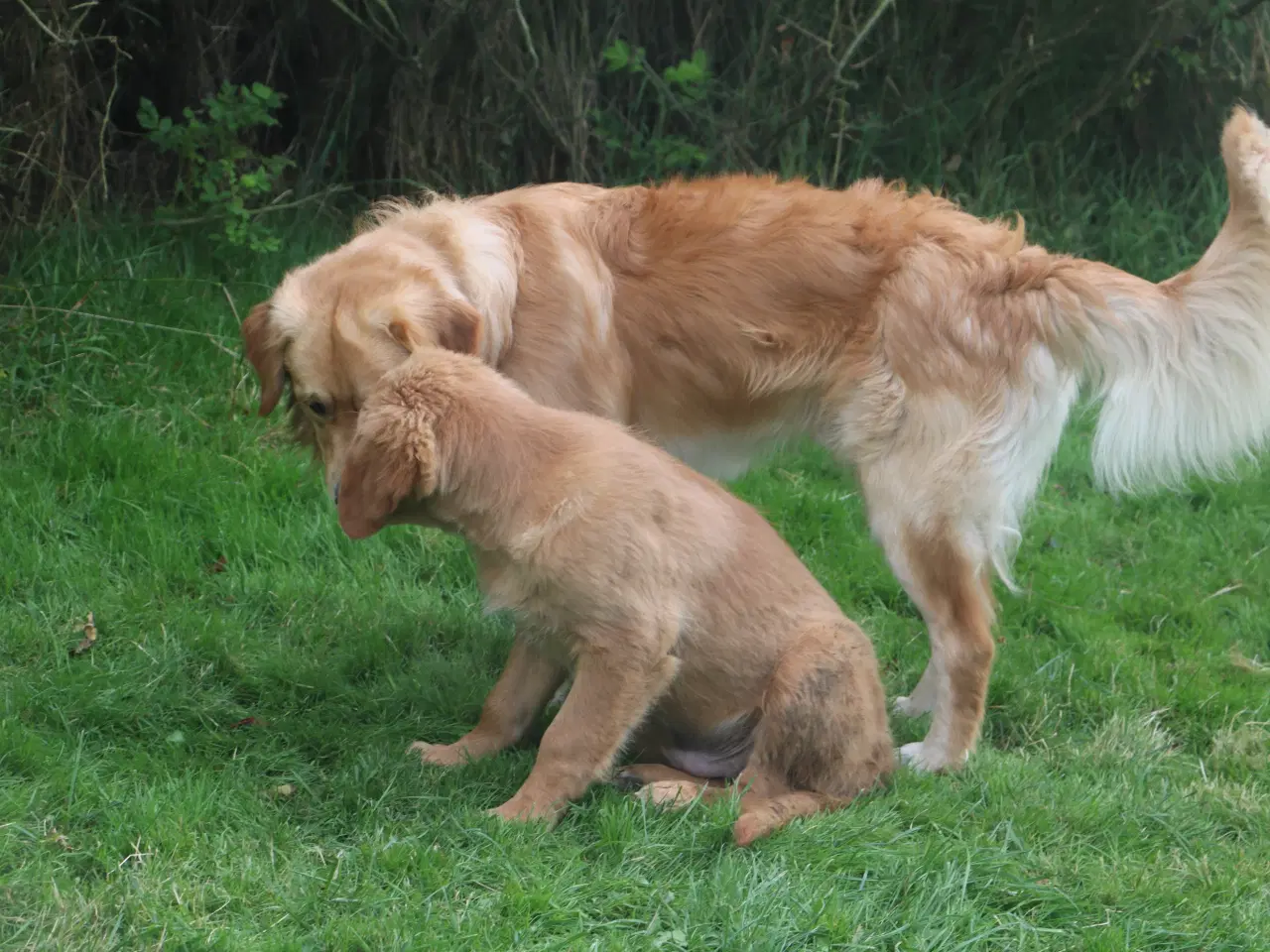 Billede 13 - Golden Retriever tilbydes til parring - Nyheder !