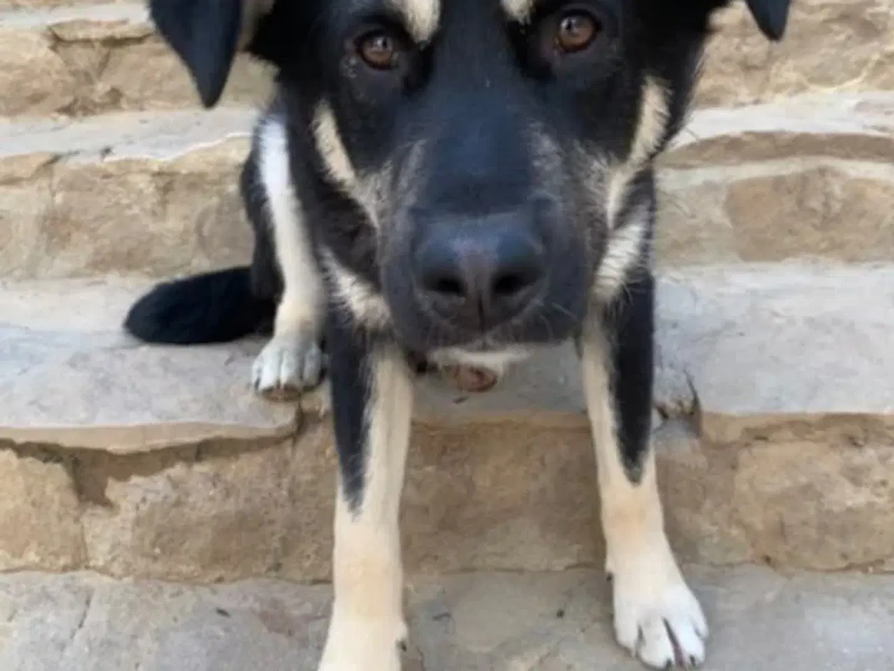 Billede 2 - Smukkeste Apollo søger sit 4ever hjem