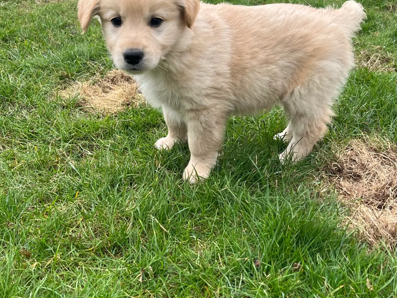 Billede 10 - 5 unikke blandingshvalpe sælges