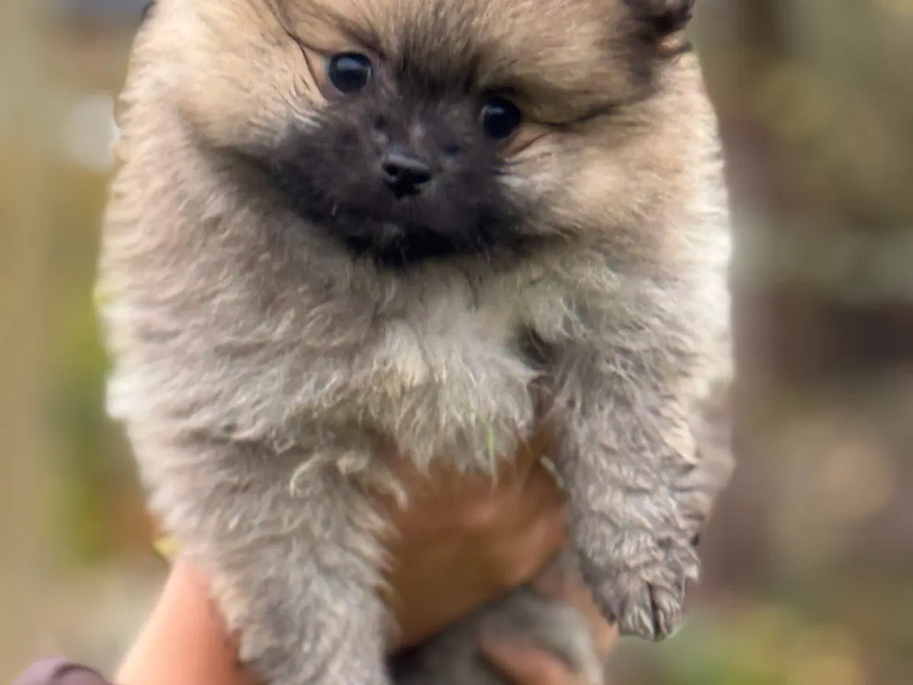 Billede 2 - Pomeranian hvalp, en dreng, 8 uger.