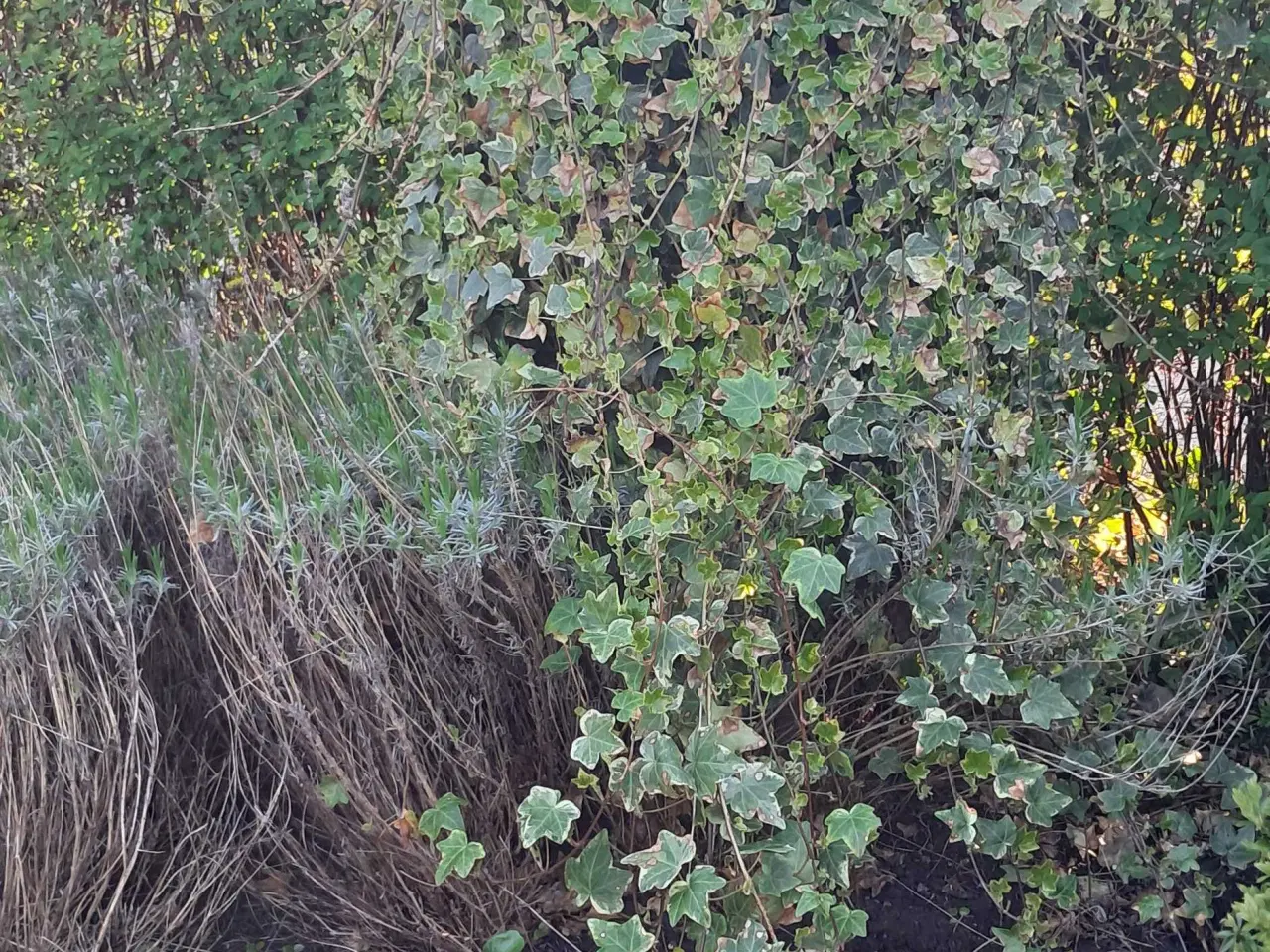Billede 12 - Flotte haveplanter og havesten bortgives 