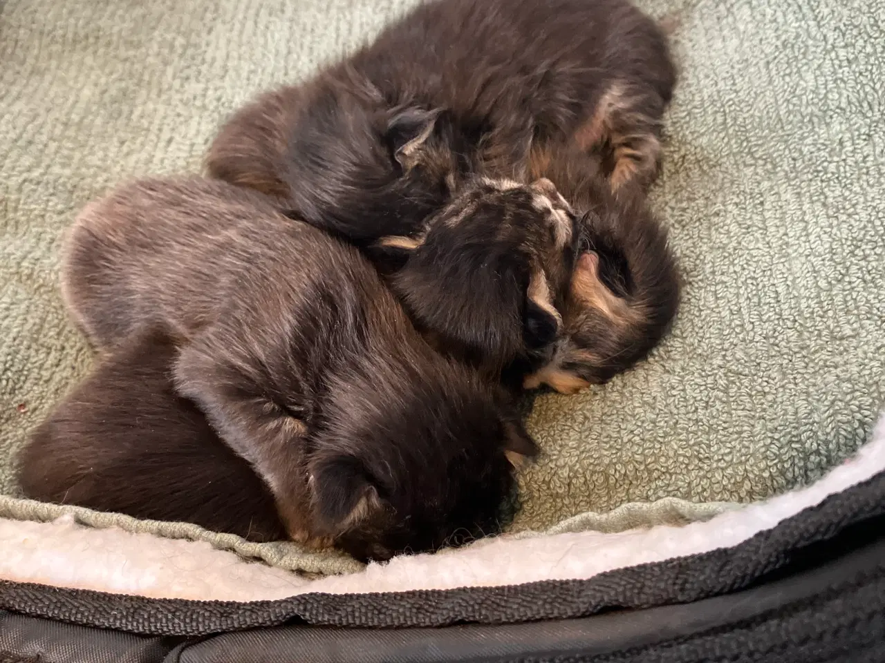 Billede 2 - Fineste Maine Coon killinger