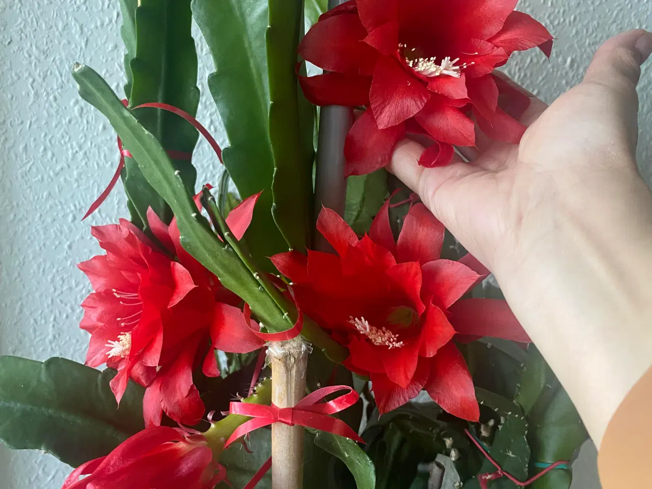 Billede 2 - Epiphyllum stor potter  blomst 