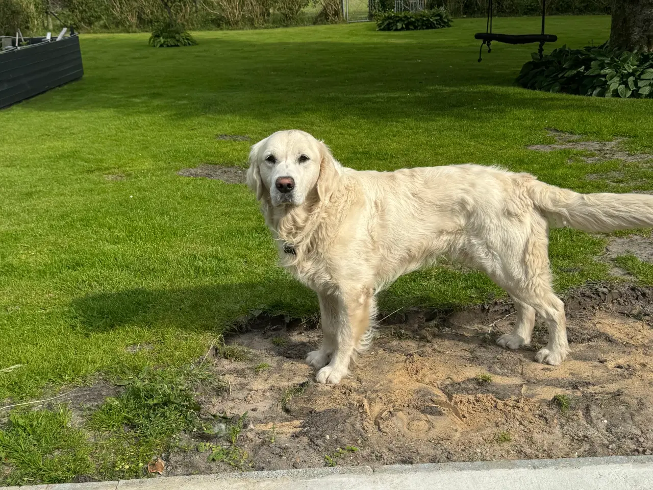 Billede 3 - Golden Retriever han tilbydes til avl 