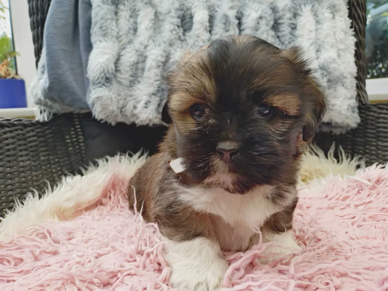 Billede 5 - Lhasa apso med stambog
