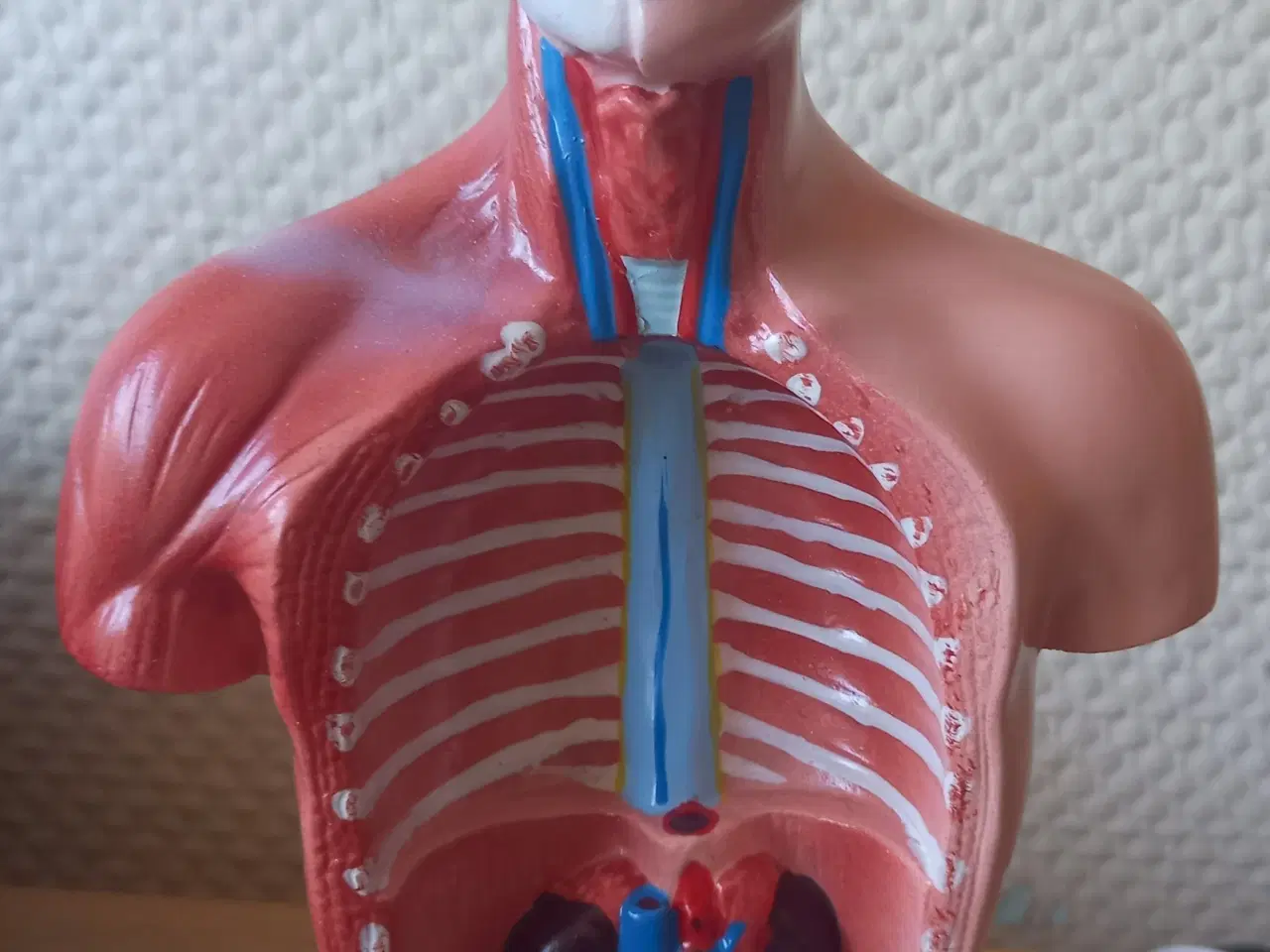 Billede 2 - Torso, anatomisk model 28 cm høj