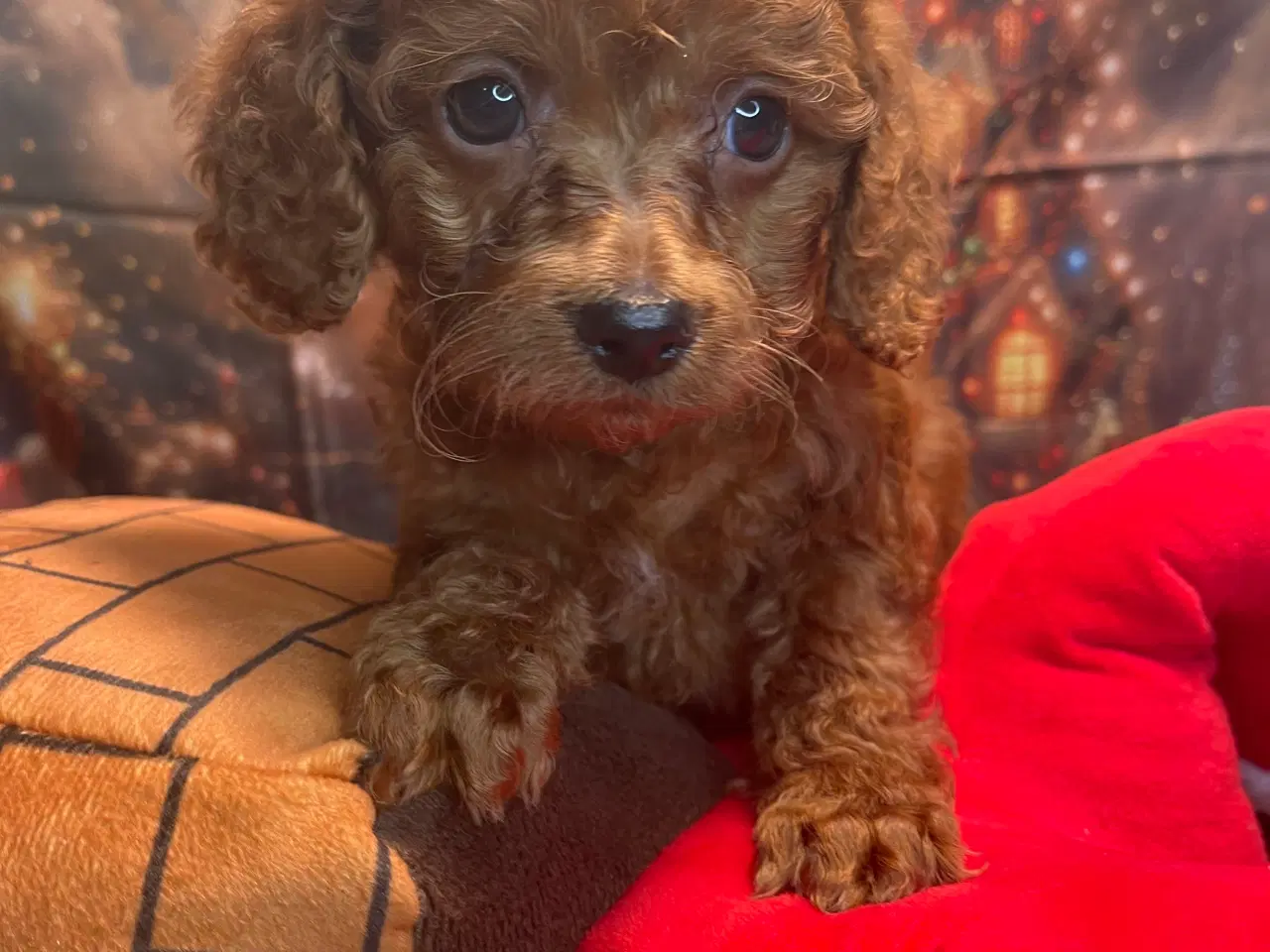 Billede 2 - Mini Amerikansk Cockapoo