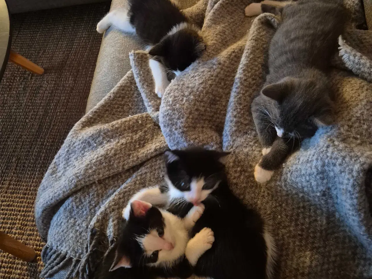 Billede 5 - Kattekilling, hun, 12 uge, sort/hvid