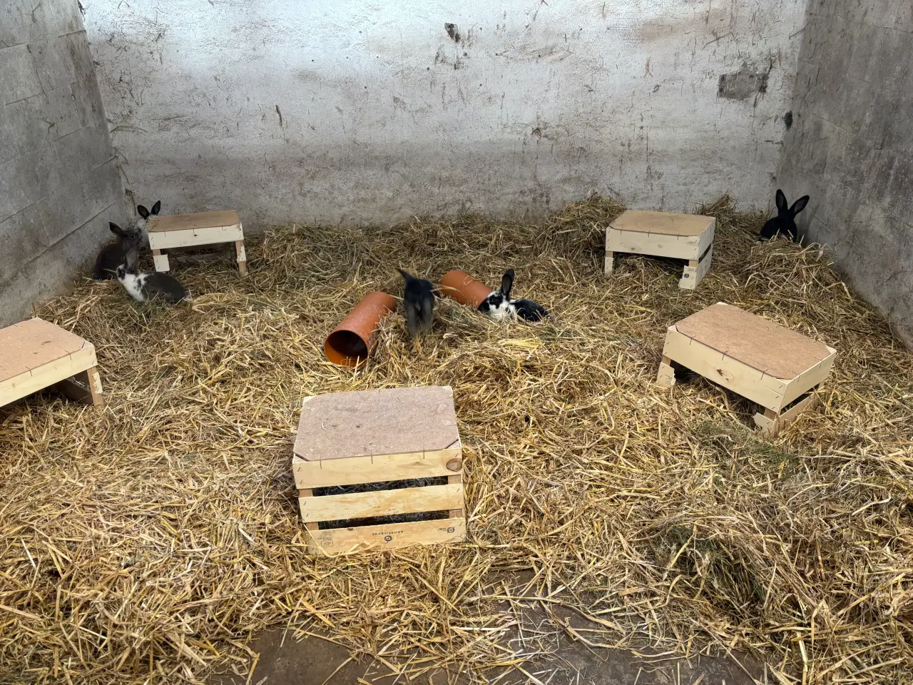 Billede 2 - Mix af store racer