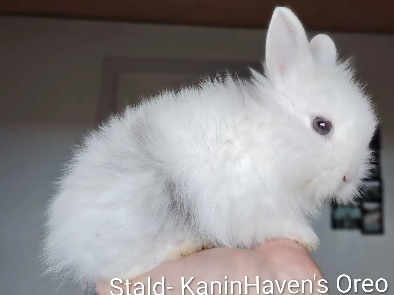 Billede 4 - Indendøres Fri-Kaniner 🐰