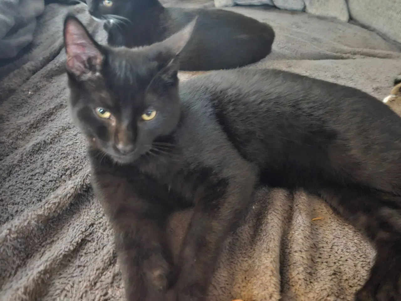 Billede 3 - 3 søde killinger