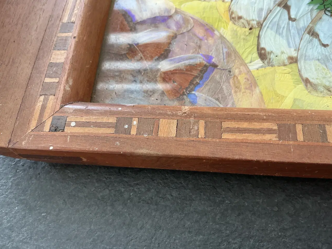 Billede 2 - Sommerfuglebakke