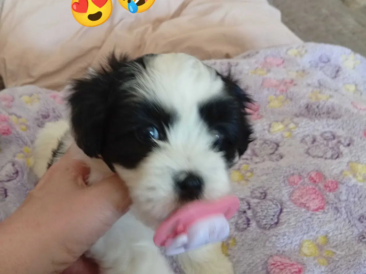 Billede 1 - Cotonese Hvalpe 