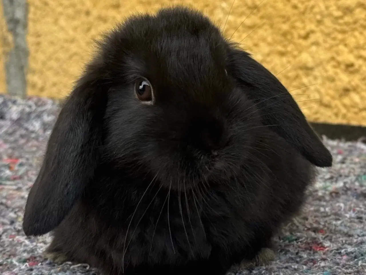 Billede 2 - Han Dværgvædder unge sælges 