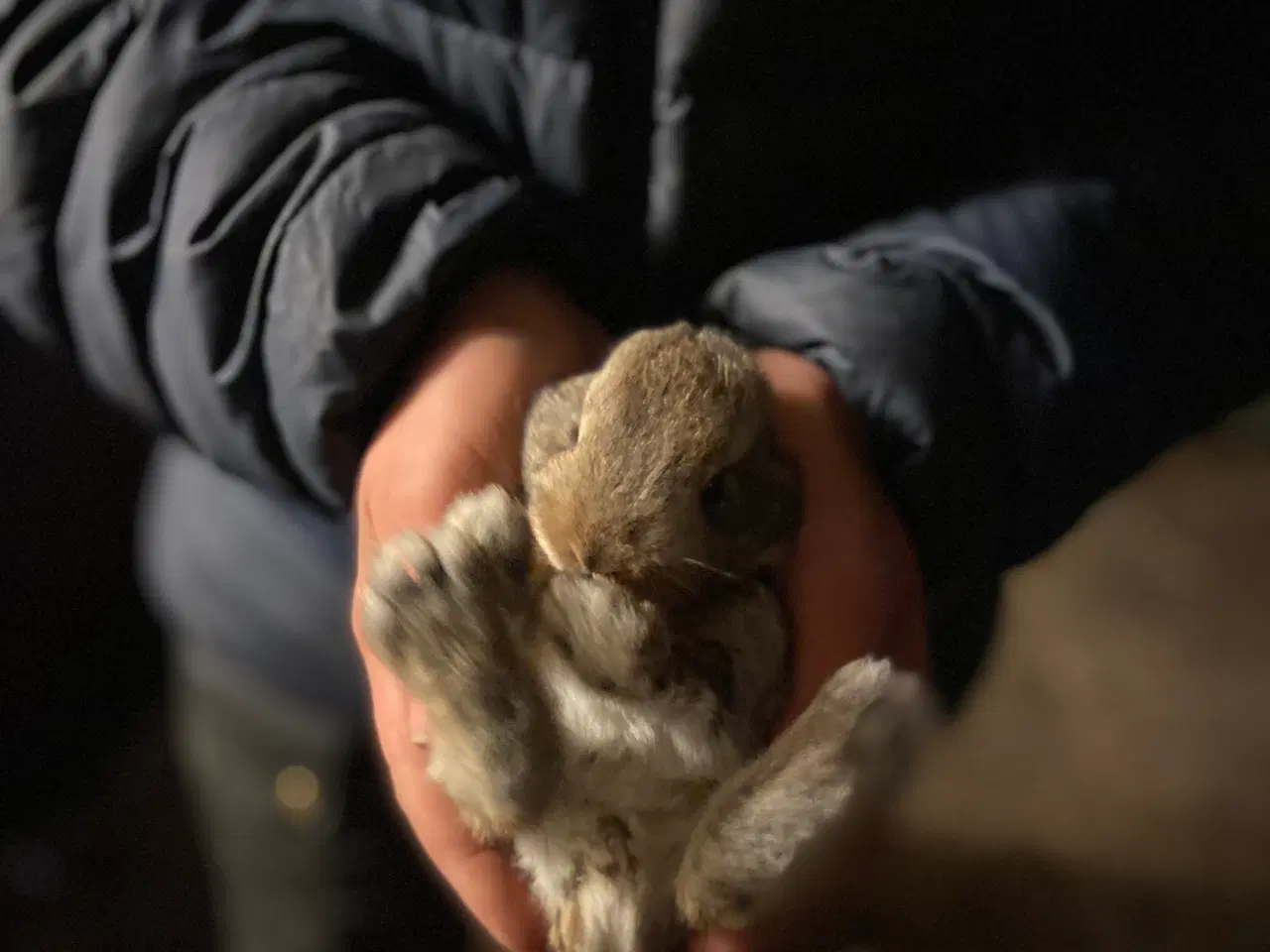 Billede 1 - Kanin unger sælges. 0 år