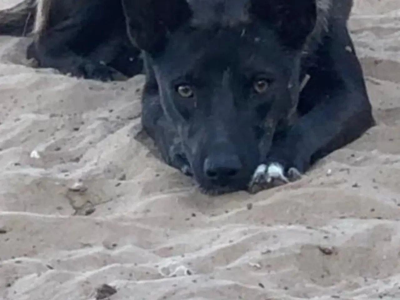 Billede 4 - Pips søger sine nye madslaver