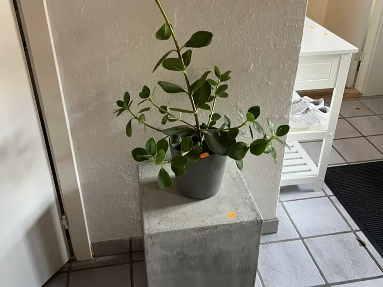 Billede 2 - Betonbord (faux) inkl. plante
